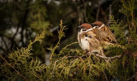 Sparrows Stock Photos