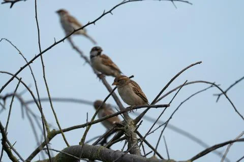 Sparrows. Fotos Stock