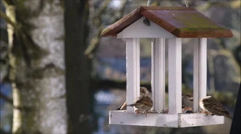 Sparrows picking bird seed 库存影片 47654079