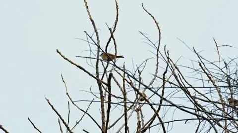 Sparrows playing in a dry tree 10bit 4k 60fps Video stock 269716471