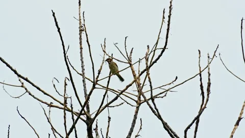 Sparrows playing in a dry tree 10bit 4k 60fps Stock Footage 269718152