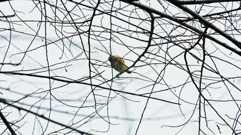 Sparrows playing in a dry tree 10bit 4k 60fps Stock Footage 269719246