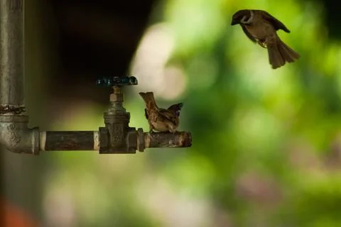 Sparrows playing at the faucet Stock Photos