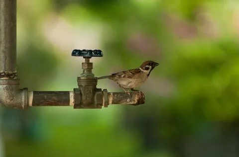 Sparrows playing at the faucet Stock Photos