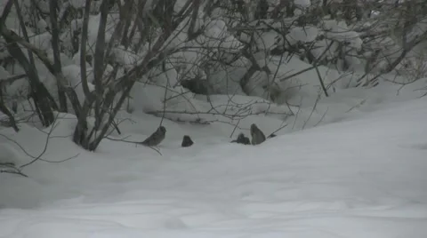 Sparrows  playing outside, heavy snow Stock Footage 44945051