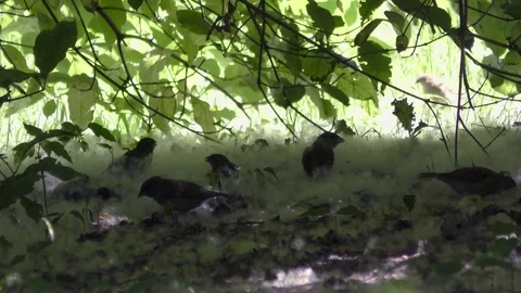 Sparrows playing in poplar fluff Stockbeeldmateriaal 91249981