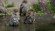 Sparrows Playing In Water On Hot Sunny Day, Slow Motion Stock Footage