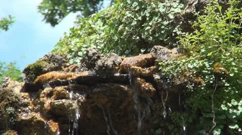 Sparrows Playing in Water, Washing, Drinking Stock Footage