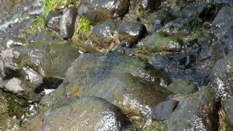 Sparrows playing on waterfall rocks and flying Stock Footage 319887103