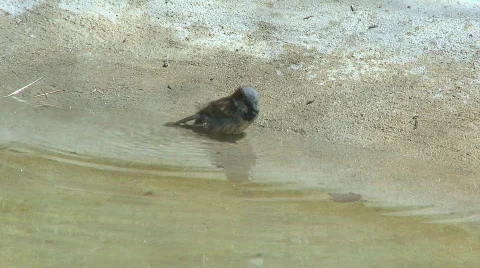 Sparrows refreshing in summer Stock Footage 670683