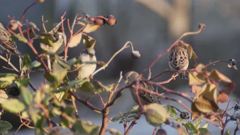 Sparrows rest on the branches, in the evening rays of the sun, on a blurred Vídeos de archivo 228546588
