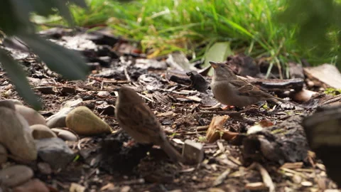 Sparrows rest in the shade of a bush in the garden Stock Footage 273112928