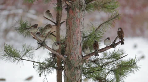Sparrows, restlessly perching on branches of pine tree on snowy background. Stock Footage 34436606