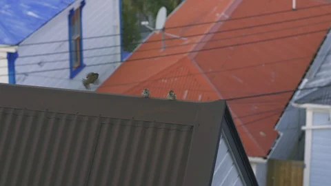 Sparrows on rooftop 스톡 동영상 129795153