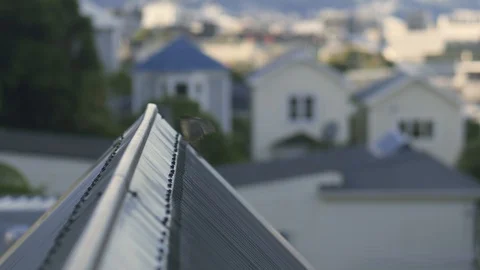 Sparrows on rooftop Видео 129795937