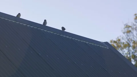 Sparrows on rooftop 動画素材 129796504