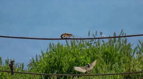 Sparrows on a Rope with One Flying Stock Photos
