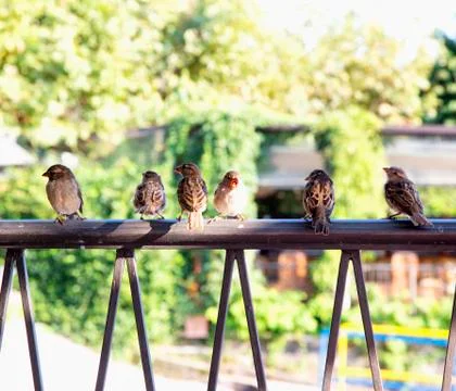 Sparrows in row over railing Stock Photos