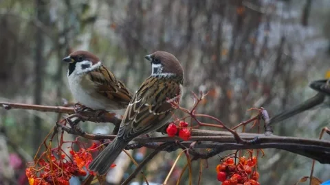 Sparrows on a rowan branch in winter. Stock Footage 295032946