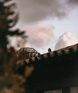 Sparrows on a rustic roof Stock Photos