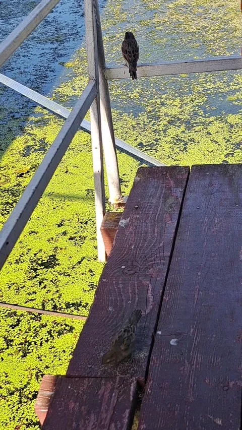 Sparrows Short Video Video stock 251817626