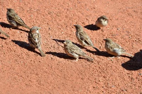 Sparrows on the sidewalk Stock Photos