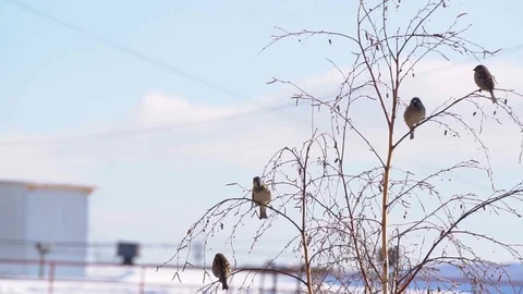 Sparrows sit on the birch branch after a while fly away, there is only one Sparr Vídeos de archivo 103677058
