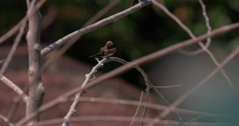 Sparrows sit on branches, 60fps, 4k Stock Footage 252948713