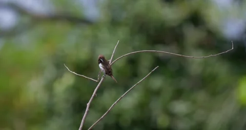 Sparrows sit on branches, 60fps, 4k Stock Footage 252948726