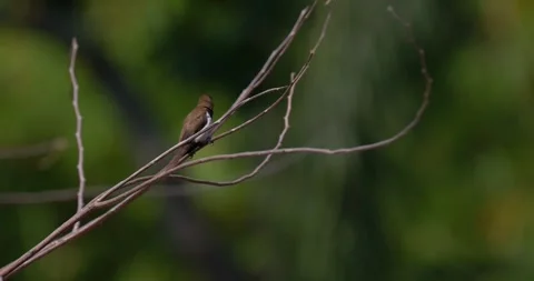 Sparrows sit on branches, 60fps, 4k Stock Footage 252948732