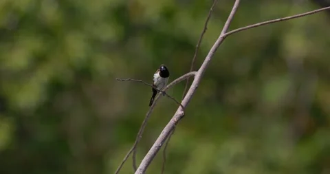 Sparrows sit on branches, 60fps, 4k Stock Footage 252948770