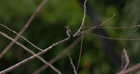 Sparrows sit on branches, 60fps, 4k Stock Footage 252948836