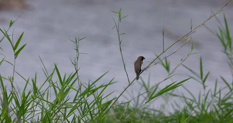 Sparrows sit on branches, 60fps, 4k Stock Footage 252948847