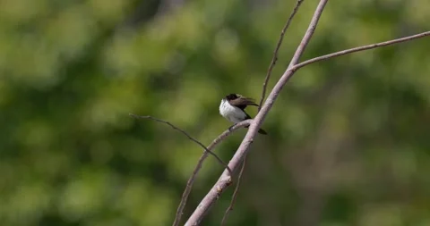 Sparrows sit on branches, 60fps, 4k Stock Footage 252948909