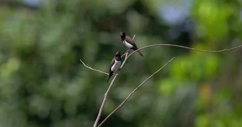 Sparrows sit on branches, 60fps, 4k Stock Footage 252948918