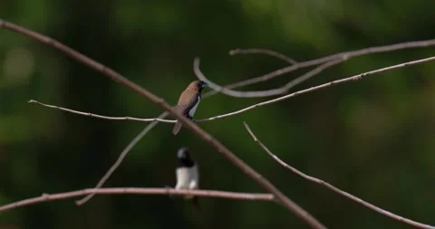 Sparrows sit on branches, 60fps, 4k Stock Footage 252948925