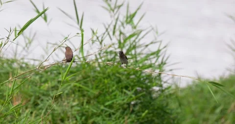 Sparrows sit on branches, 60fps, 4k Stock Footage 252948947