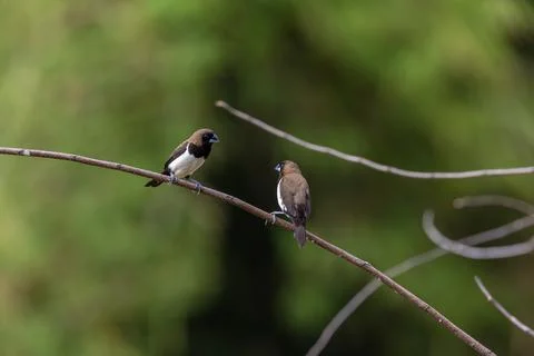 Sparrows sit on branches Stock Photos