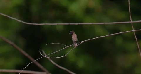 Sparrows sit on branches in slow motion, 4k, 120fps Stock Footage 252948632