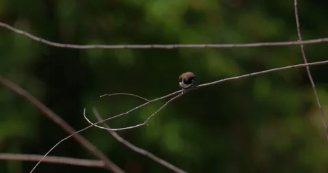 Sparrows sit on branches in slow motion, 4k, 120fps Stock Footage 252948643