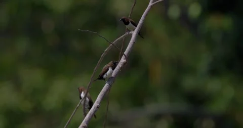 Sparrows sit on branches in slow motion, 4k, 120fps Stock Footage 252948666