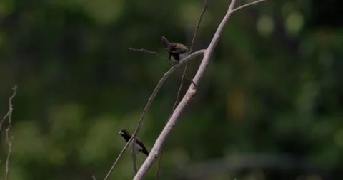Sparrows sit on branches in slow motion, 4k, 120fps Stock Footage 252948701