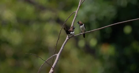 Sparrows sit on branches in slow motion, 4k, 120fps Stock Footage 252956043