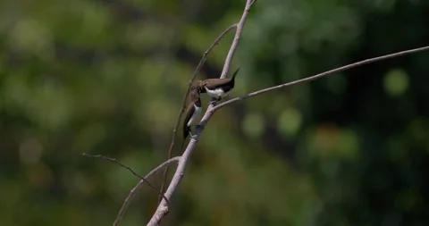 Sparrows sit on branches in slow motion, 4k, 120fps Stock Footage 252956063