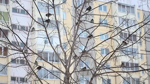 Sparrows Sit on the Branches of A Tree outside in Winter. Vídeo Stock 153380244