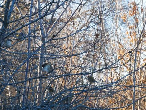 Sparrows sit on branches without leaves. Nature. Autumn. Stock Photos