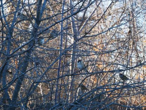 Sparrows sit on branches without leaves. Nature. Autumn. Stock Photos