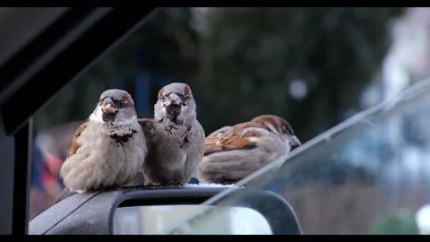 Sparrows sit on the car mirror and wait for food. Feeding the birds. Stock Footage 146972207