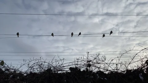 Sparrows sit on electric darts Stock Footage 122447003