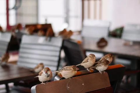 Sparrows sit on the empty brown chairs in cafe Stock Photos